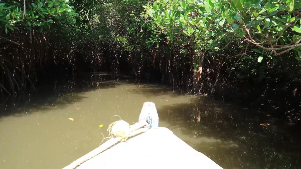 Pichavaram Mangrove Forest, Chaloghoomein