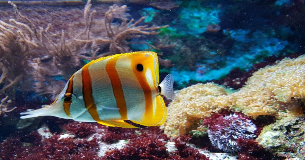 Bangalore Aquarium, One of the top 15 best places to visit in Bangalore