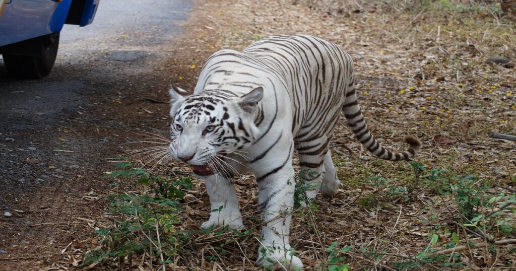 Bannerghatta National Park, One of the top 15 best places to visit in Bangalore