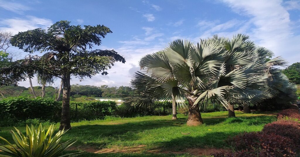 Lalbagh Botanical Garden, Bengaluru, One of the top 15 best places to visit in Bangalore