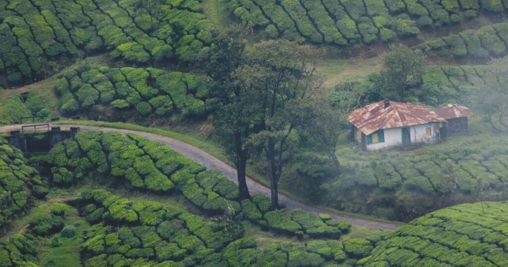 Munnar, One of the best 20 places to see in Summer in India