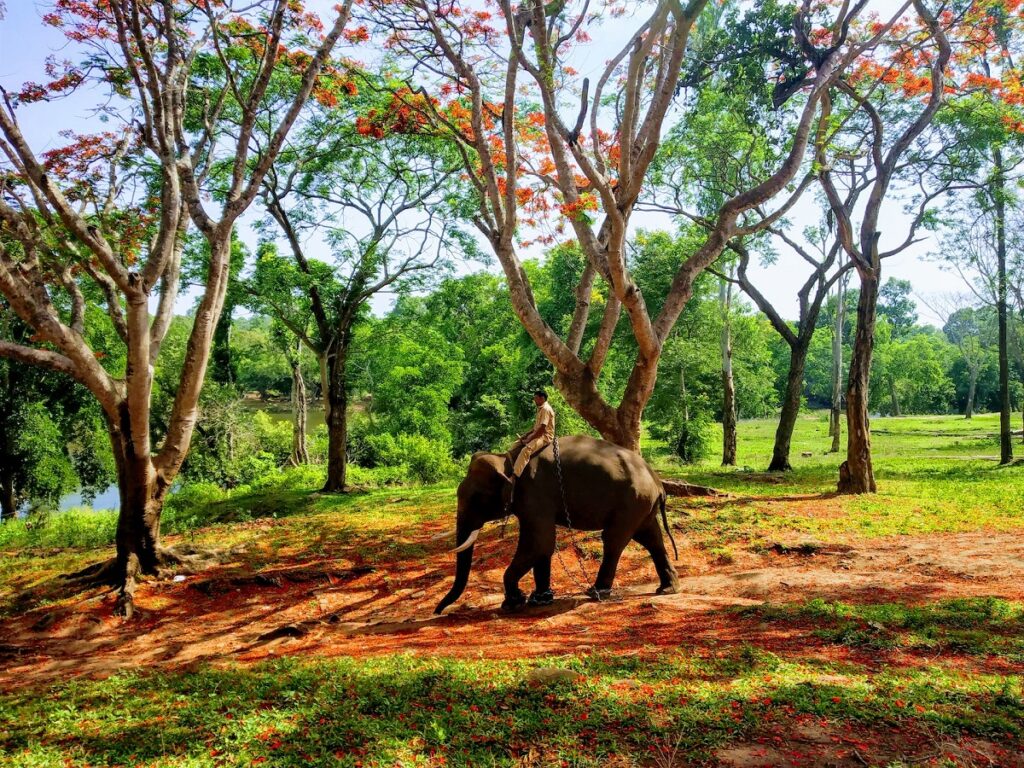 Dubare Elephant Camp, one of the 15 Best Places to See in Coorg