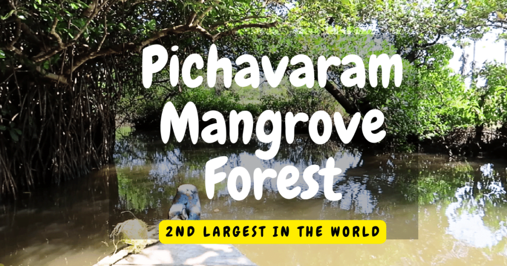 Pichavaram Mangrove Forest